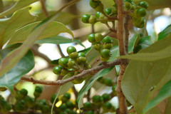 Actinodaphne angustifolia